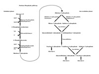 Pentose phosphate pathway