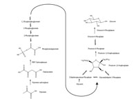 Gluconeogenesis pathway