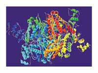 HMG-CoA reductase