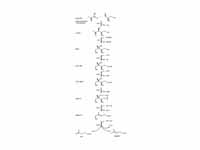 Non-mevalonate pathway