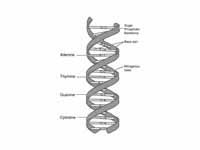 Base pairs, of a DNA molecule.