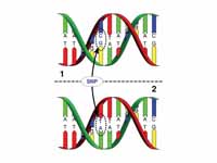 DNA strand 1 differs from DNA strand ...