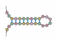 An RNA stem loop