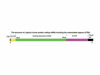 MRNA Structure