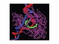 T7 RNA polymerase producing a mRNA (g...