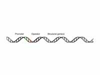 Operon