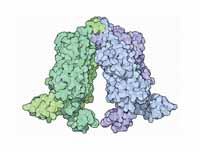 Lac Repressor