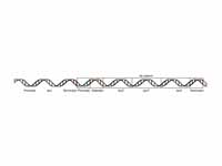 lac operon