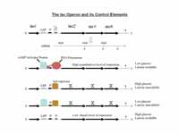 lac operon in detail