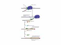 The Process of Polyadenylation