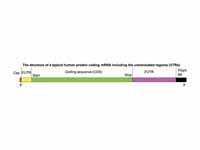 mRNA structure, approximately to scal...