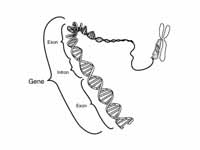 Diagram of the location of introns an...