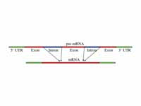 Simple illustration of pre-mRNA to mR...