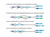 Alternative splicing