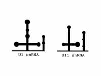 U1 and U11 can be folded similarly