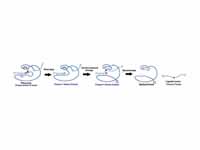 Self-excision of group I catalytic in...