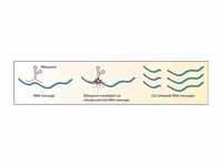 Ribozyme cleavage of RNA