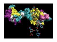 The essential spliceosome component U...