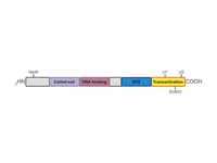 Domains and covalent modification sit...