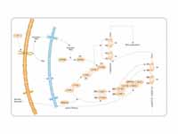 PRMT4 pathway