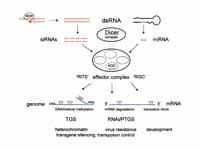 Cells use dicer to trim double strand...