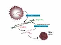 Scheme of reverse transcription