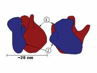 Large (1) and small (2) subunit fit t...