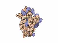 Atomic structure of the 30S Subunit f...