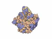 Atomic structure of the 50S Subunit f...