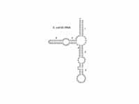 5S ribosomal RNA