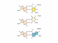 Wobble base pairs for inosine