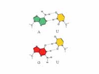 Wobble base pairs for Uracil