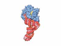 A prokaryotic elongation factor