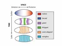 Gene expression patterns are regulate...