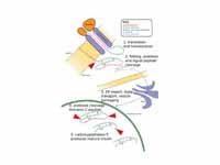 Post-translational modification 