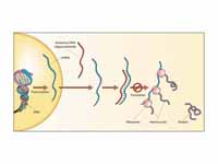 Schematic showing how antisense DNA s...