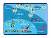 Mediating RNA interference in culture...