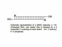 SiRNAs have a well defined structure:...