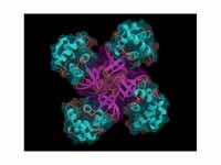 Structure of a yeast helicase