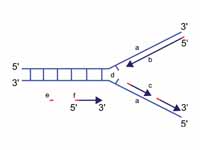 Scheme of the replication fork.  a: t...