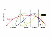 Expression of cyclins through the cel...