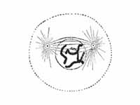 Prometaphase: The nuclear membrane ha...