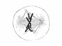 Metaphase: The chromosomes have align...