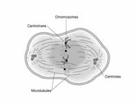 In metaphase, the chromosomes align i...