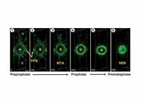 Microtubule dynamics during prepropha...