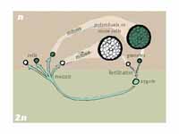 Zygotic life cycle.