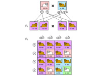 Dihybrid cross