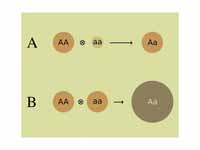 Genetic basis of heterosis. Deleterio...