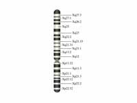 The X chromosome