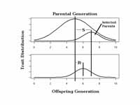 Strength of selection (S) and respons...